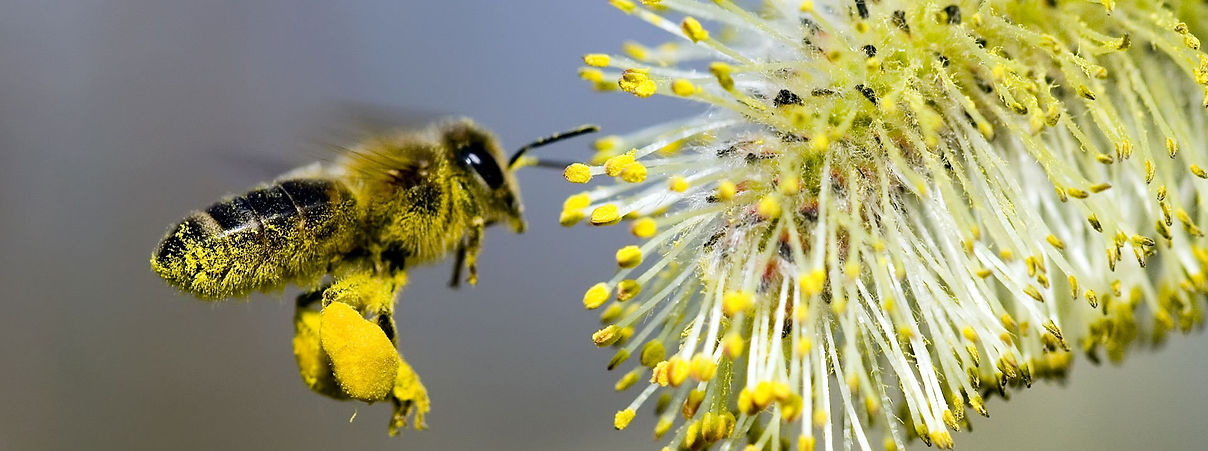abeille polen
