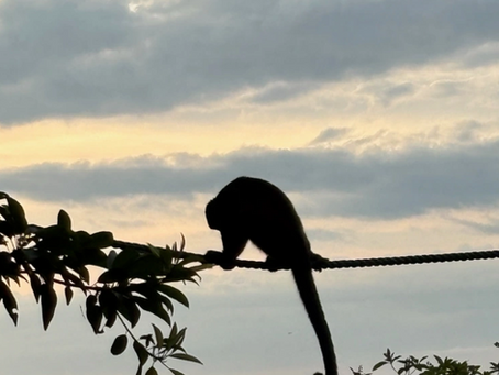 Pura Vida: My Environmental Experience in Costa Rica