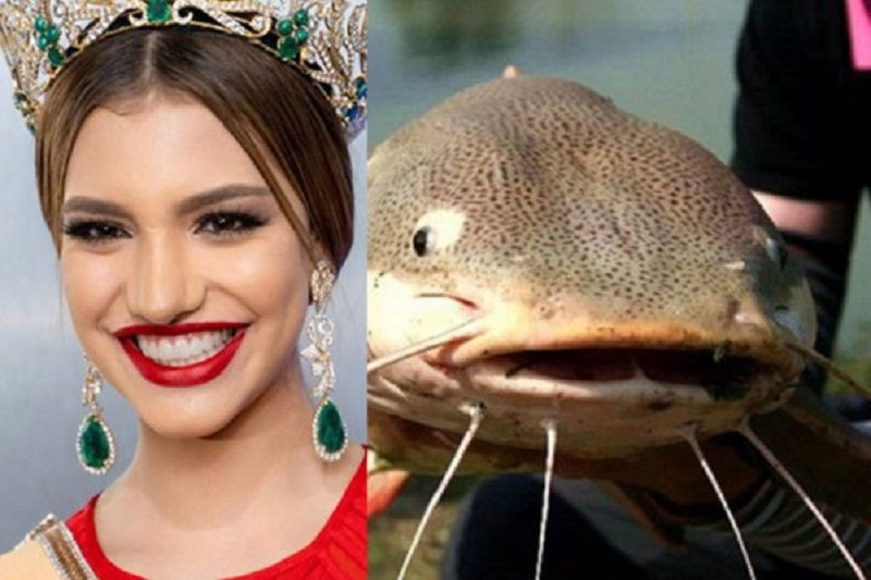 Môi cá trê