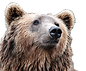 Bear_edited.png