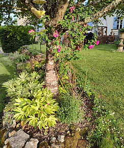 Ian garden 6.jpg