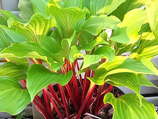 red stemmed hosta.jpg