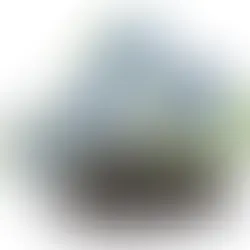 STUDY: BLACK CUMIN SEEDS COMBAT 'BAD' CHOLESTEROL