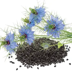 STUDY: BLACK CUMIN SEEDS COMBAT 'BAD' CHOLESTEROL