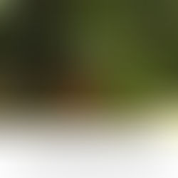 PLANT A TREE WITH 'WE DO ETHICAL'