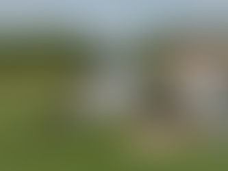 1000s of Homing Pigeons go missing.