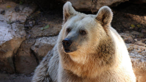 Kışın Derin Sessizliği: Hibernasyonun Bilimsel Sırları