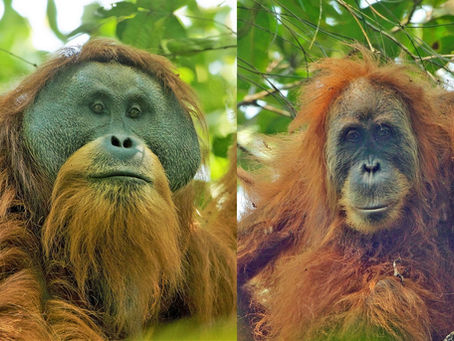 Biodiversity loss (II), Homo Sapiens: an invasive species