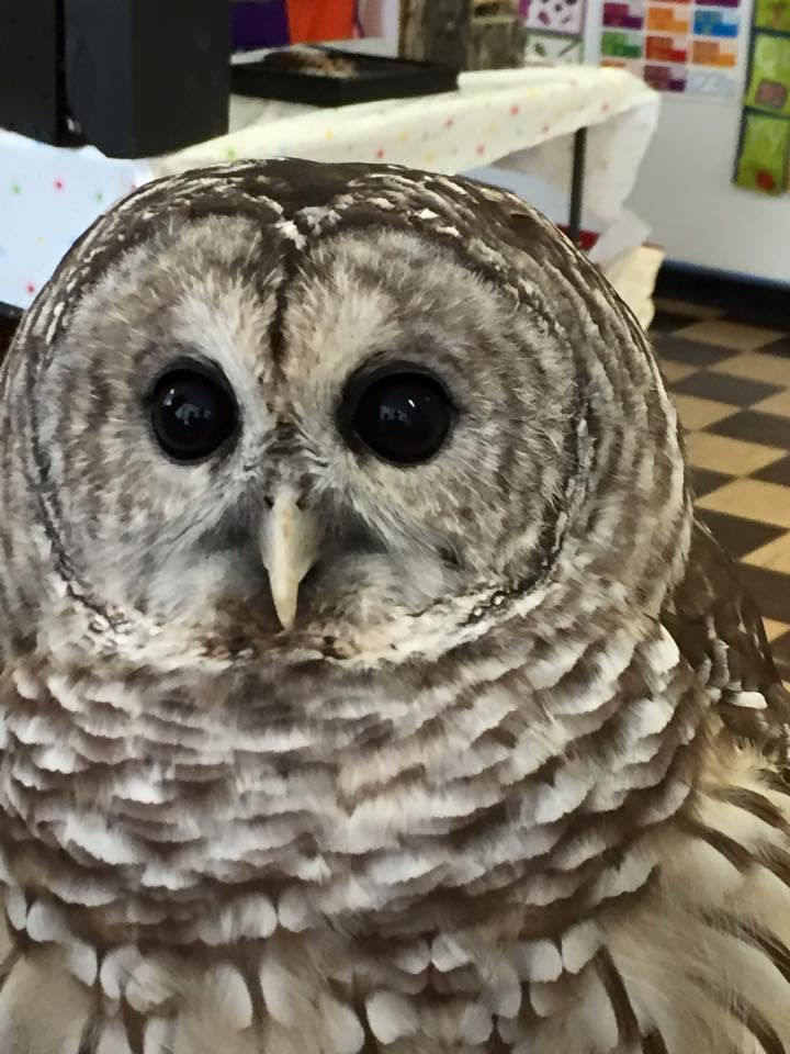 Barred Owl