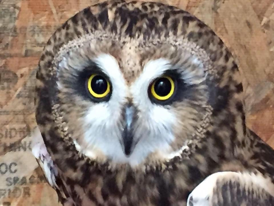 Short Earred Owl