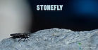Stonefly, a documentary by Alexander Finden. Original Music by Lonely Sea Productions.