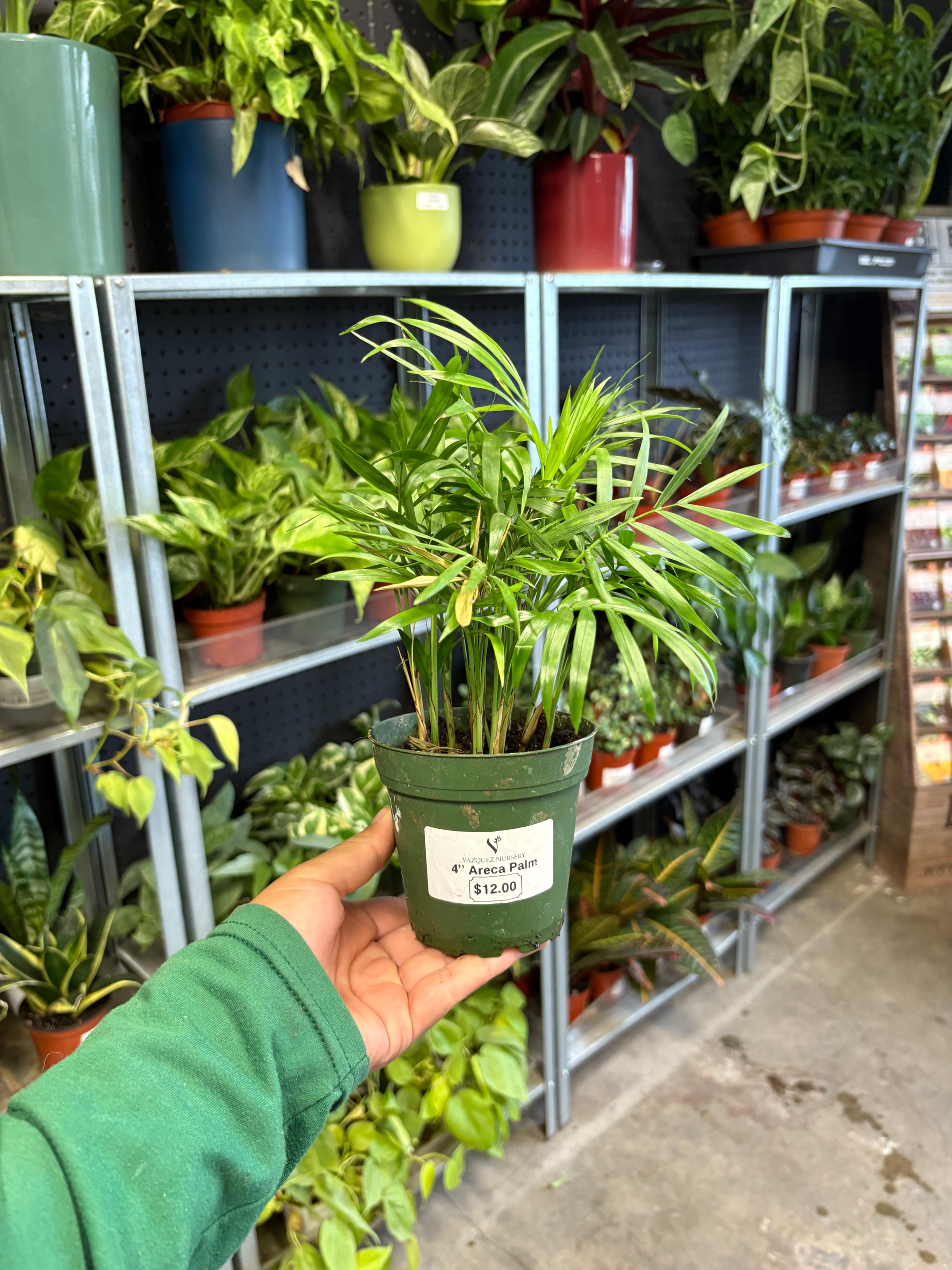 4” ARECA PALM