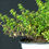 Thumbnail: Lemon Thyme
