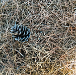 pine-needles.png