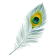Peacock feather