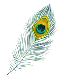 Peacock feather