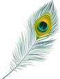 Peacock feather