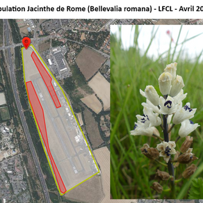 Biodiversité Toulouse-Lasbordes - Des espèces protégées florissantes à l’aérodrome