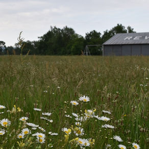 Biodiversité Revel - Le printemps des orchidées