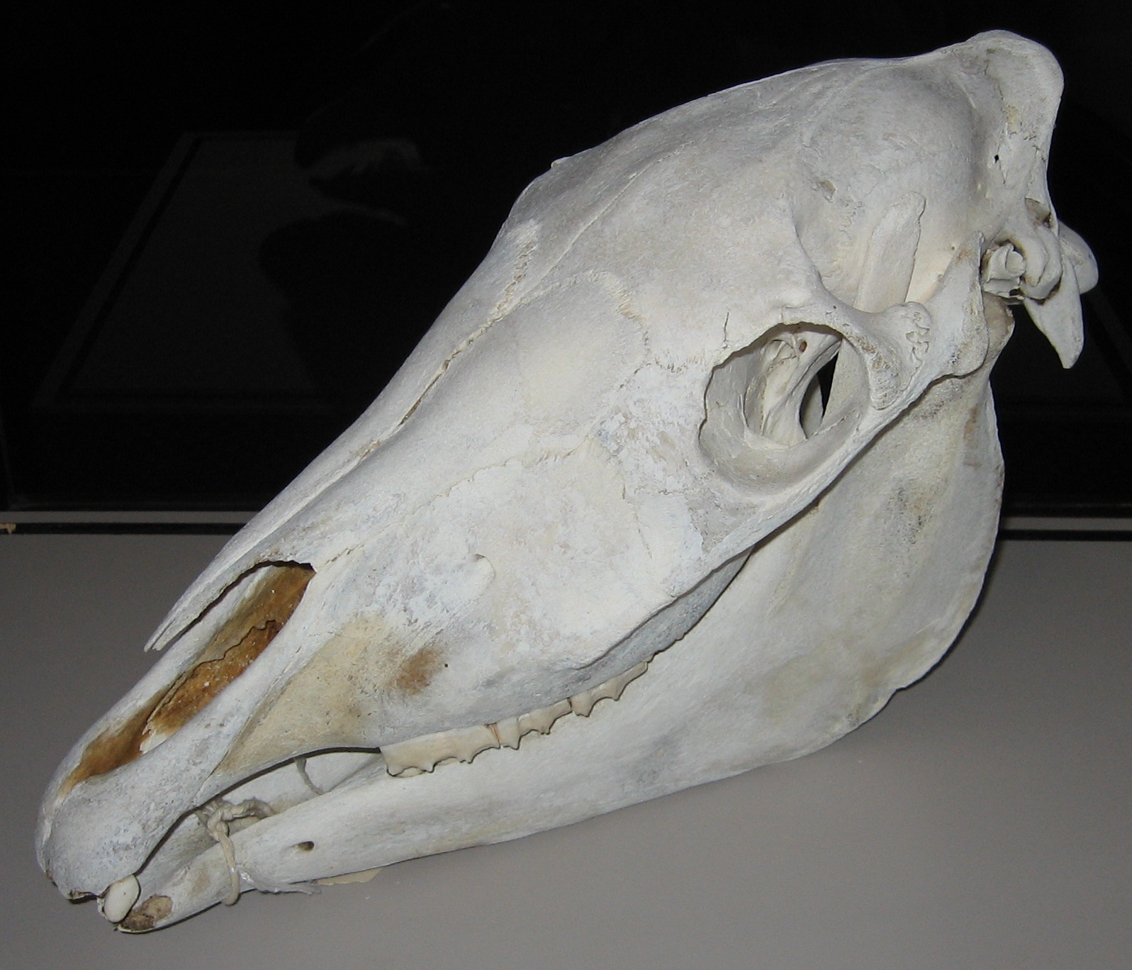 Valley of the Horses' Heads townsandvillages