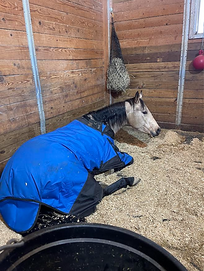 horse boarding stall