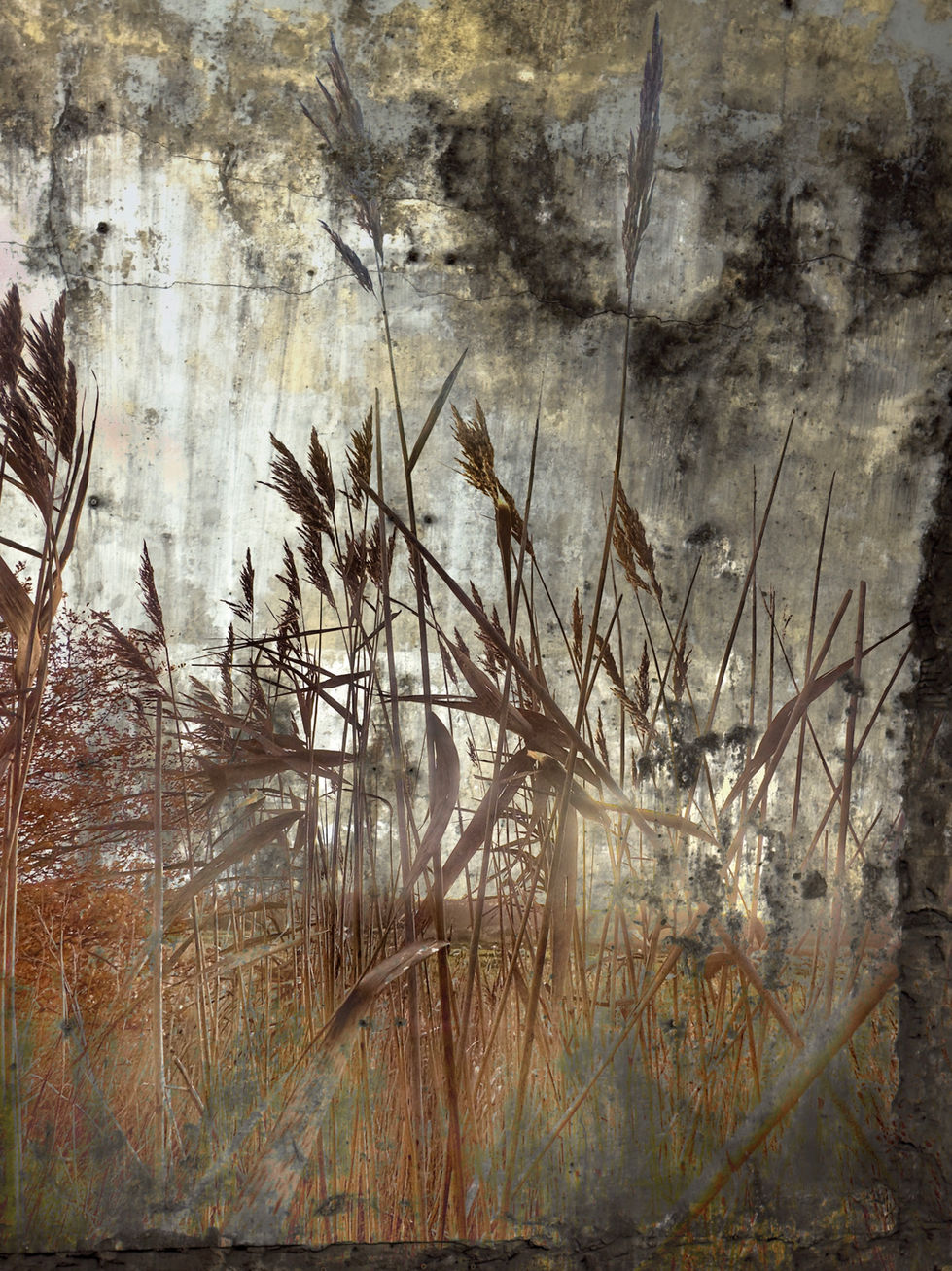 Reeds Underground
