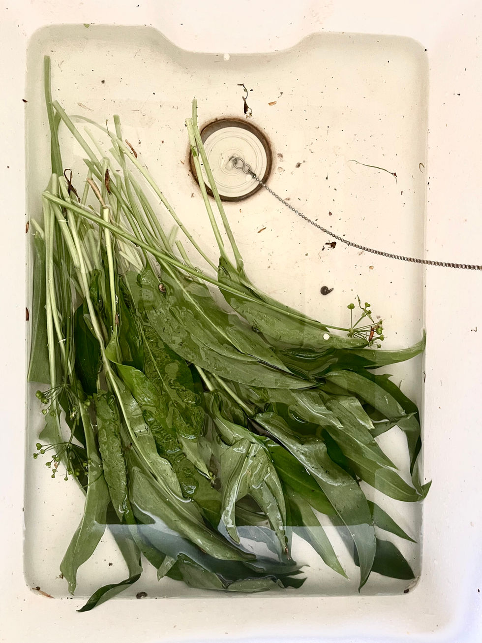 Wild Garlic