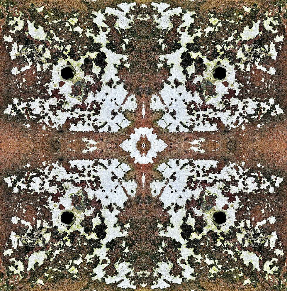 Lichen on a Brick