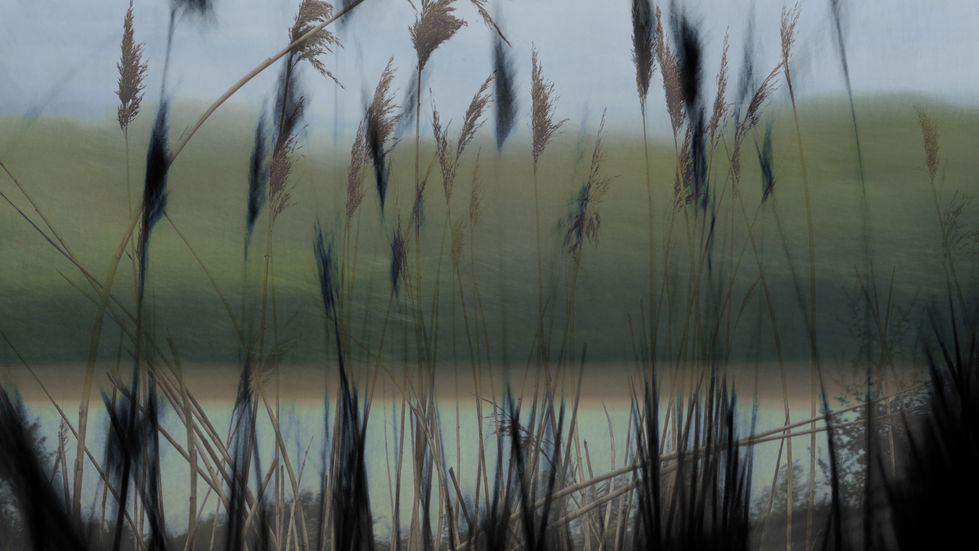 7 reeds long exposure trees field M'tree rd
