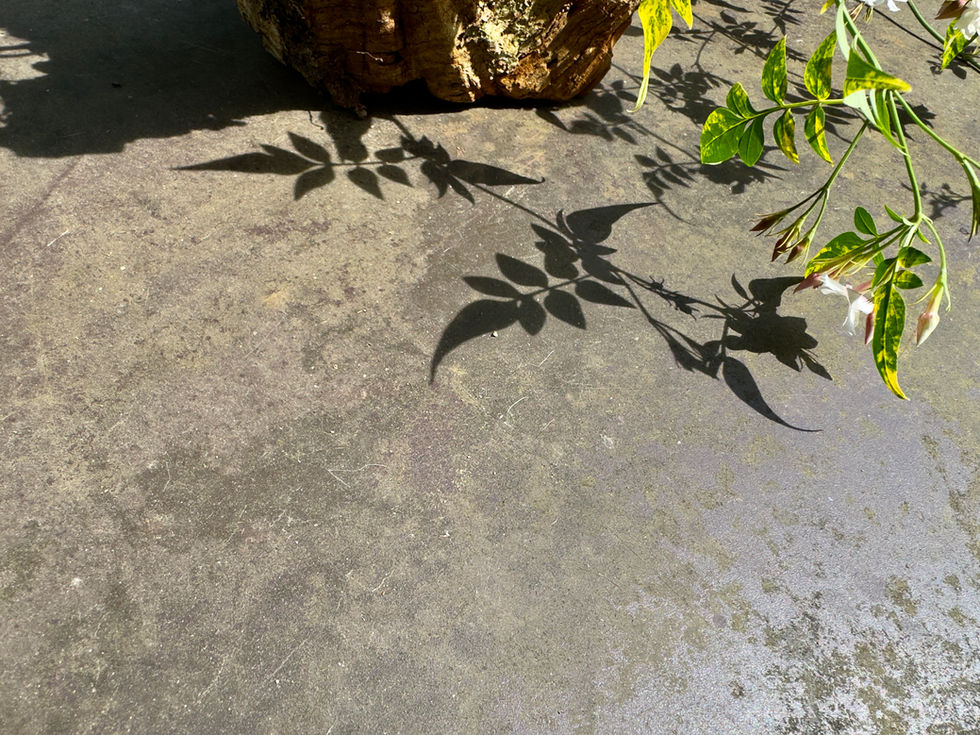 The Garden