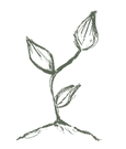 plant.webp
