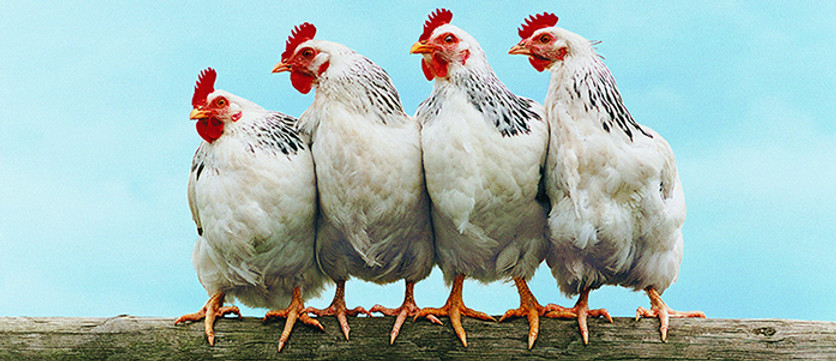 Chicken