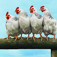 Chicken