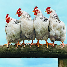 poulet