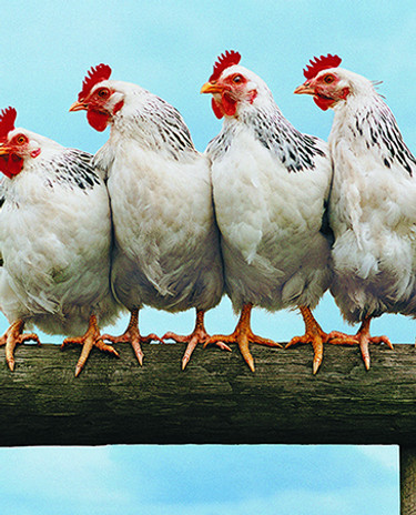 Chicken