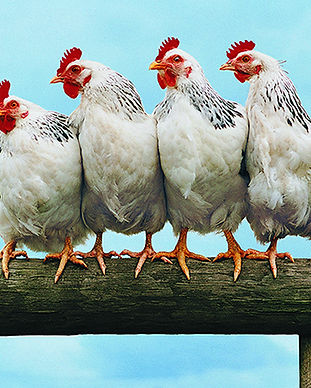 Chicken