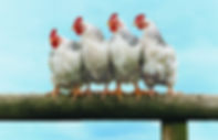 chickens