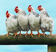 chickens livestock horses pet sitter drop ins check ins