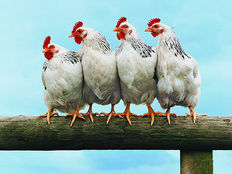 Blackbaud CRM™ Feature Permissions: Moving Beyond a Hunt and Peck Strategy