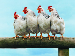 Chicken