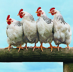 Chickens