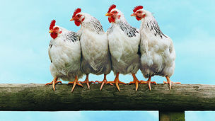 15 ways to streamline your poultry farm using Farmbrite