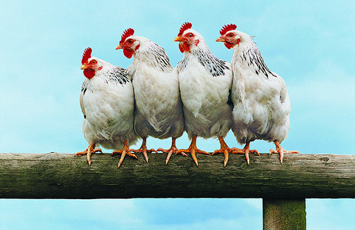 Chicken