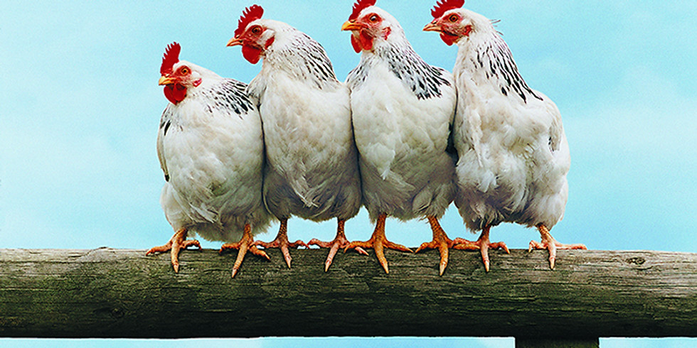 Chicken Processing