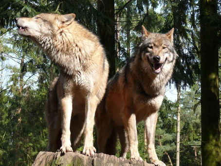 Ein Wolfspaar