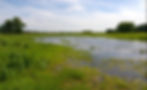 Foto eines Tümpels in Norddeutschland