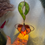 Thumbnail: Pêche-Lanterne Medium