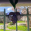 Thumbnail: Cassis-Lanterne Medium