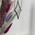 Miniature : Astrea