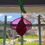 Thumbnail: Litchi-Mini Lanterne